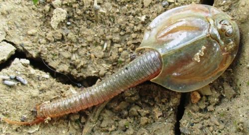 Triops granarius